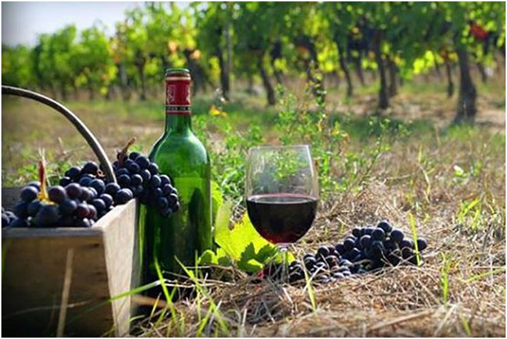 Visit Best Wine-Producing Regions In Australia